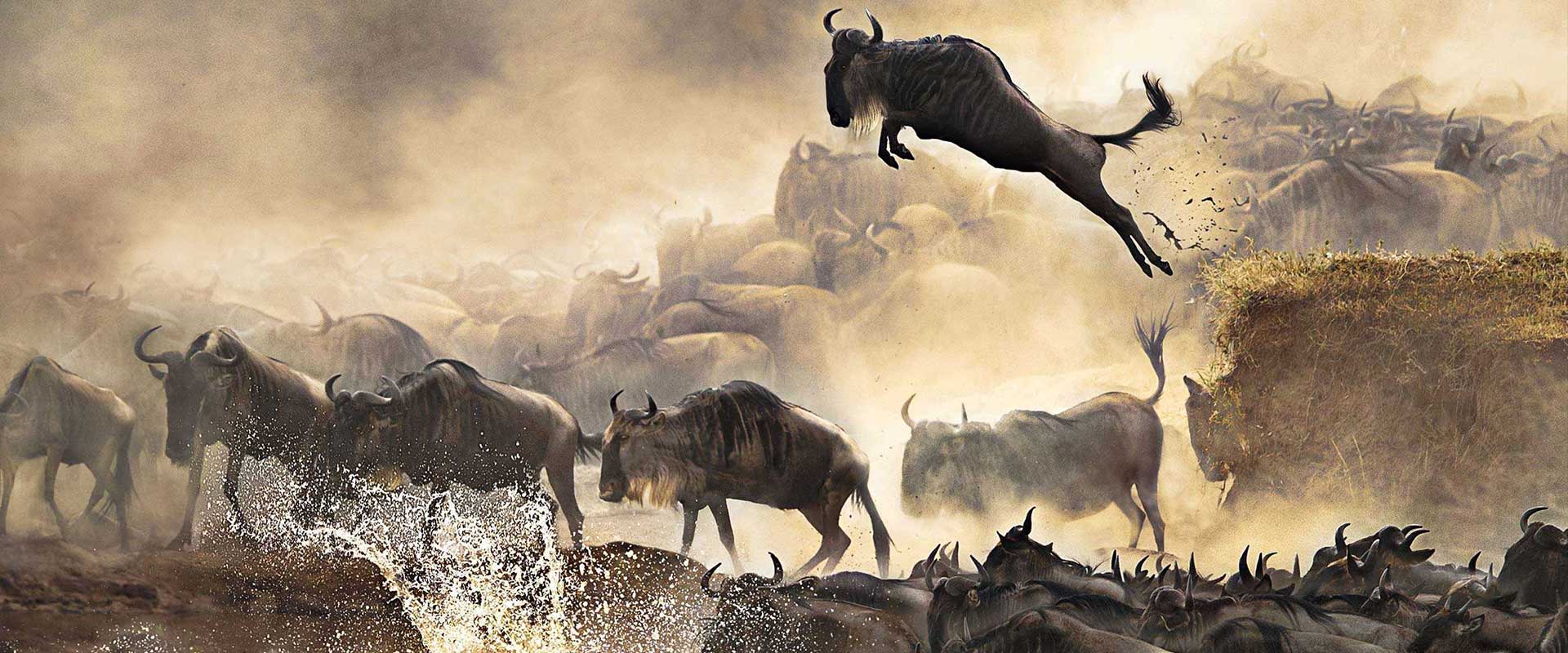Wildebeest Migration Safari Packages | 3 Days 2 Nights Safari Package | Mara, Samburu, Amboseli & Tsavo