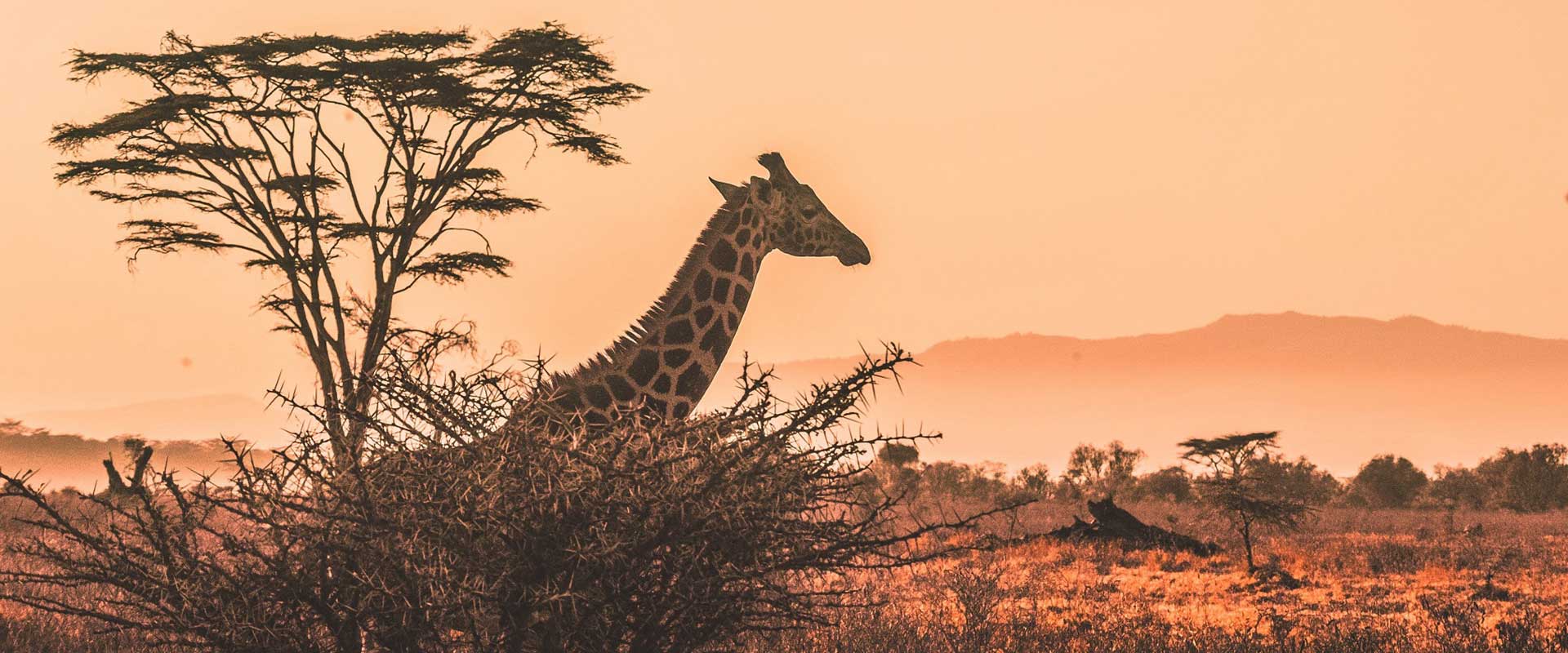 Tsavo 3 Days 2 Nights Safari Packages