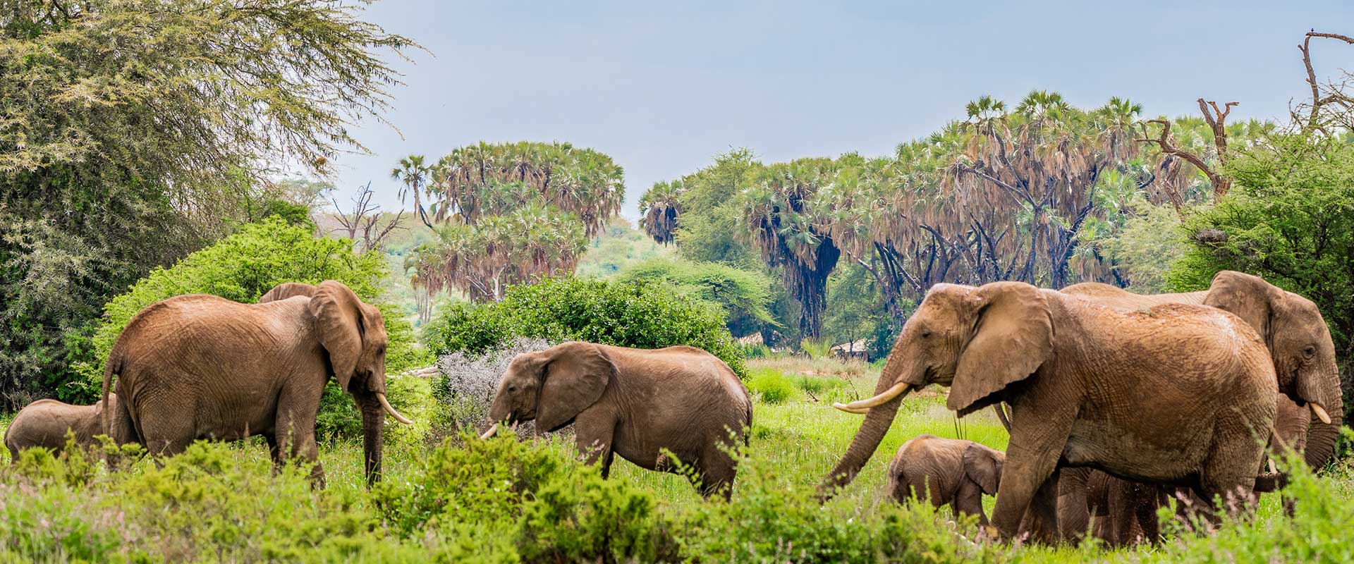 Samburu 3 Days 2 Nights Safari Package