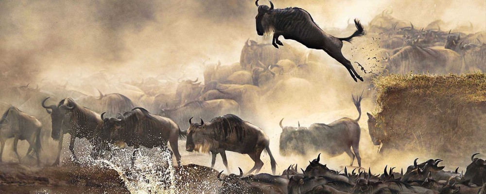 Wildebeest Migration Safari Packages | 3 Days 2 Nights Safari Package | Mara, Samburu, Amboseli & Tsavo