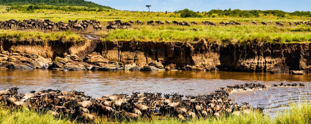 Masai Mara Wildebeest Migration Package | 3 Days & 2 Nights Deal | Migration 2023