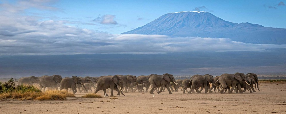 Classic Kenya Safari