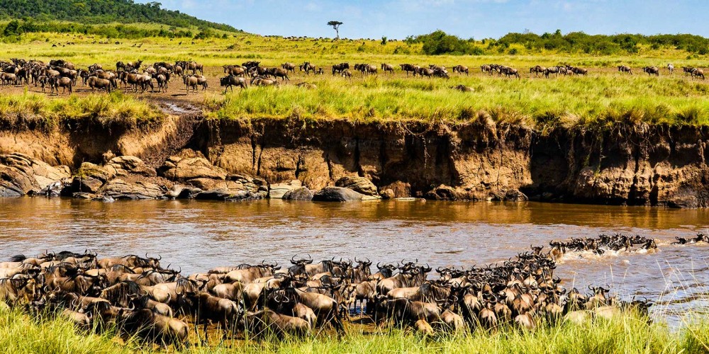 Masai Mara Wildebeest Migration Package | 3 Days & 2 Nights Deal | Migration 2023