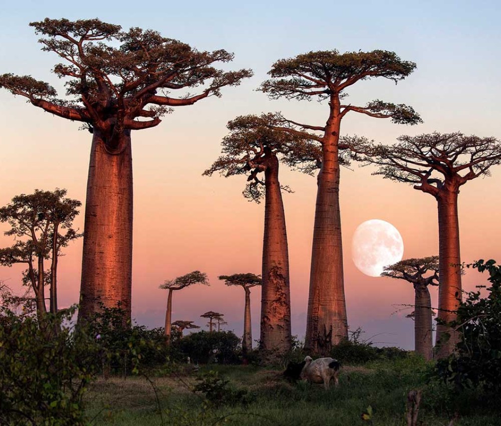 Madagascar