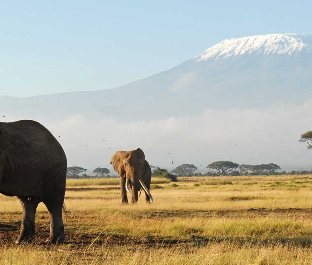 Amboseli 3 Days 2 Nights Safari Deals | Amboseli Safari Packages