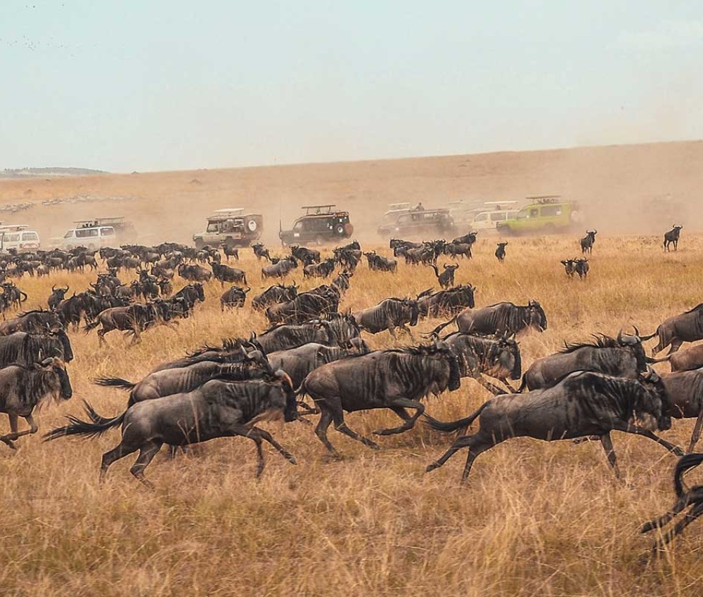 Migration Seekers Kenya Safari