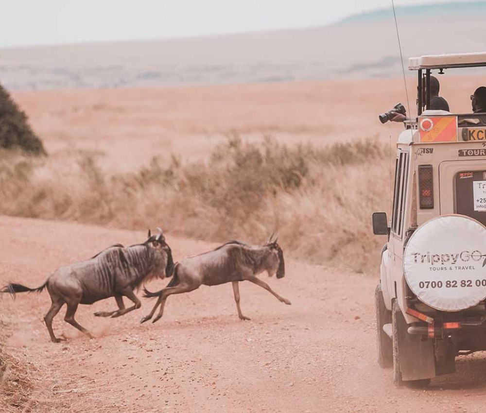 2026 Wildebeest Migration.