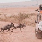 Masai Mara Wildebeest Migration 2023 Thumbnail