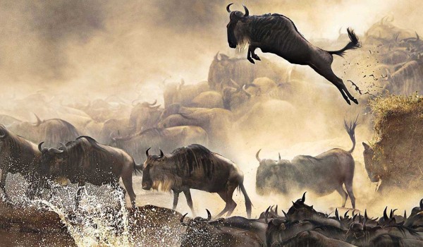 Wildebeest Migration Safari Packages | 3 Days 2 Nights Safari Package | Mara, Samburu, Amboseli & Tsavo