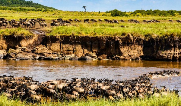 Masai Mara Wildebeest Migration Package | 3 Days & 2 Nights Deal | Migration 2022