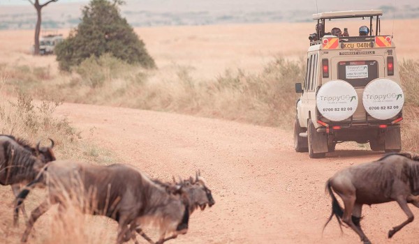Bush Safari Christmas & New Year Packages | 3 Days & 2 Nights Deals | Masai Mara