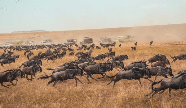 Migration Seekers Kenya Safari